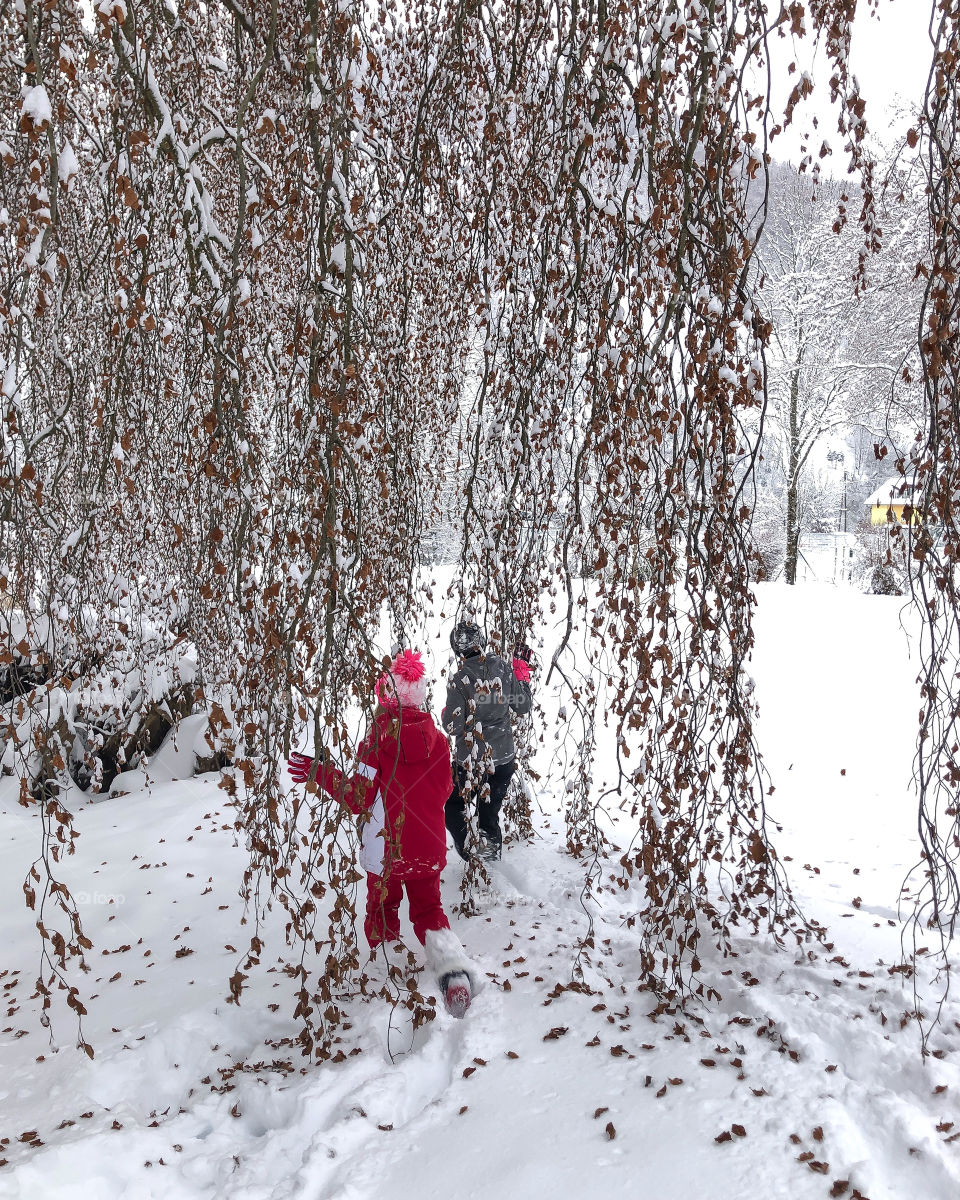 the branches of a common beech