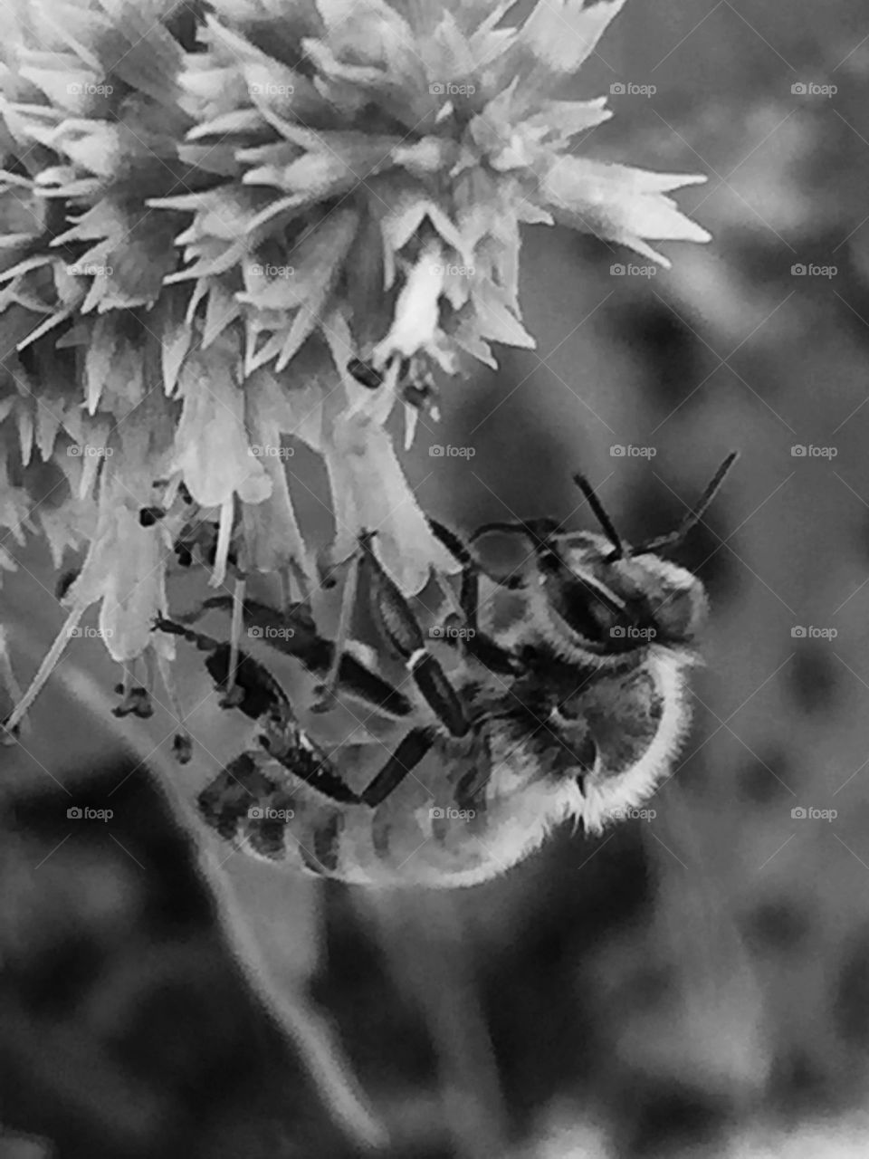 Bee in black and white