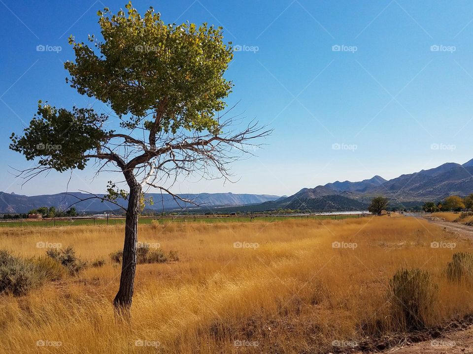 Lone tree in a yellow field , mountains