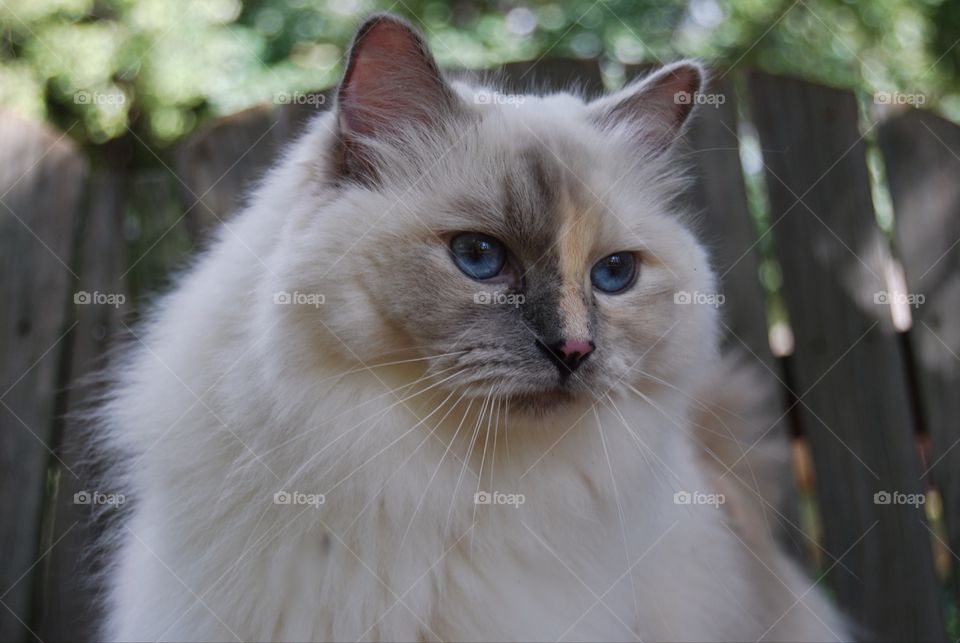 Ragdoll cat