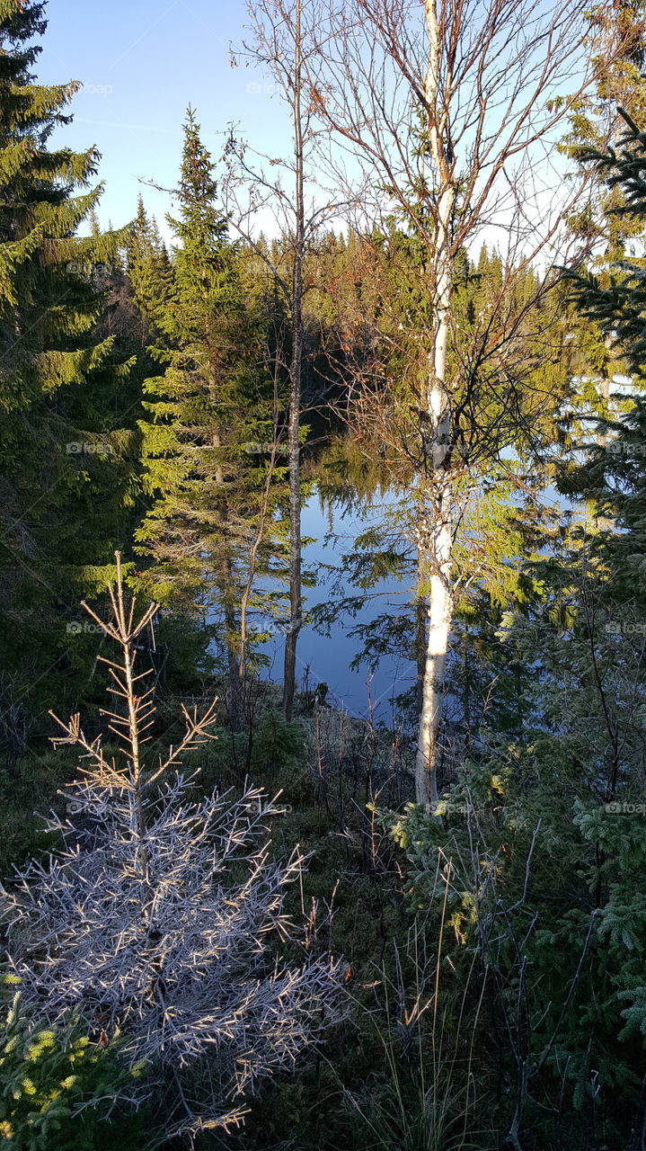 trees above att lake