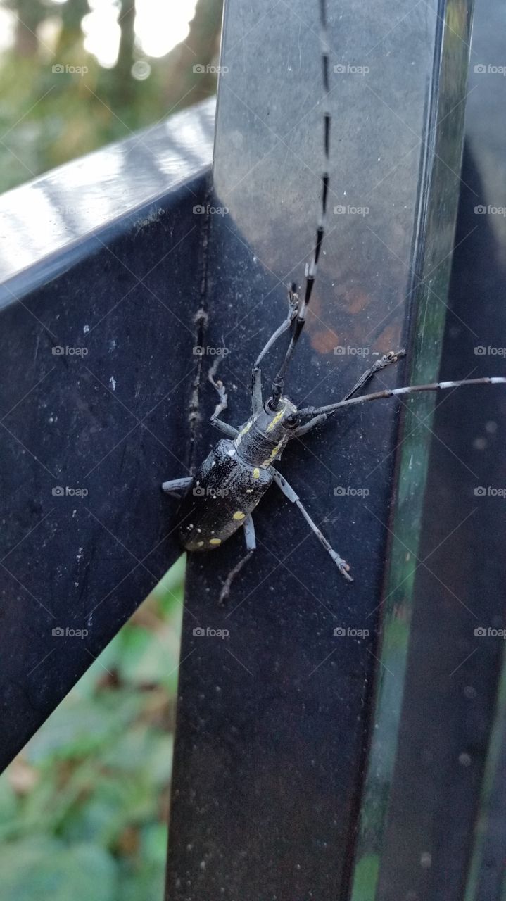 Long-horned beetle