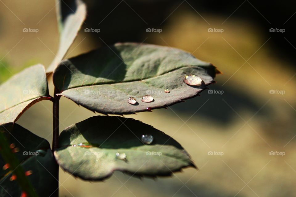 Water droplet on leaves