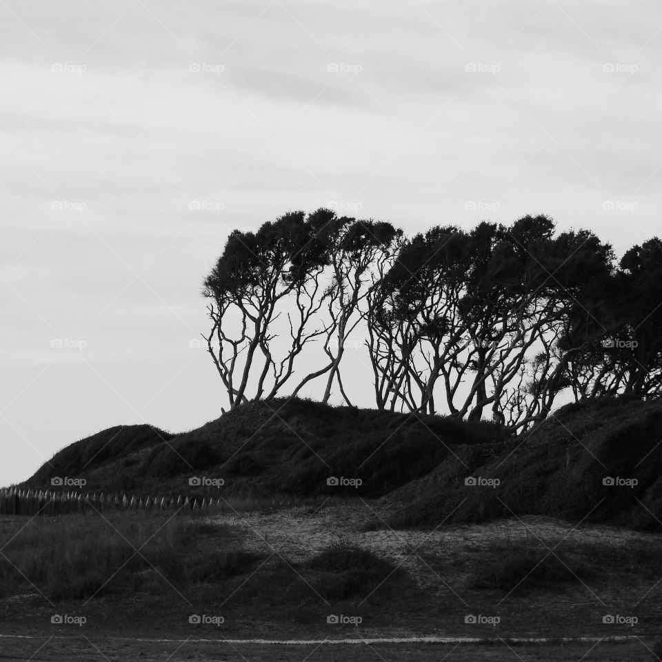 The Windswept Oaks of Fort Fisher