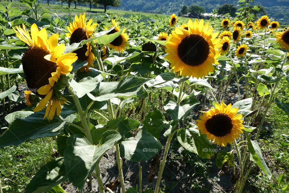 sunflower field Switzerland