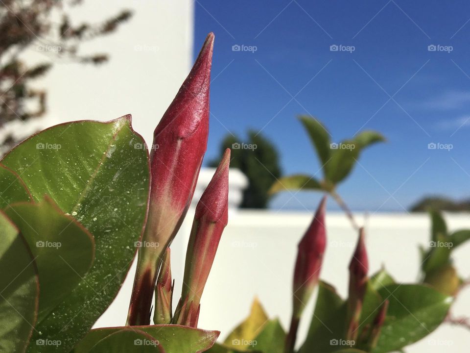 Buds of flower in magenta color 