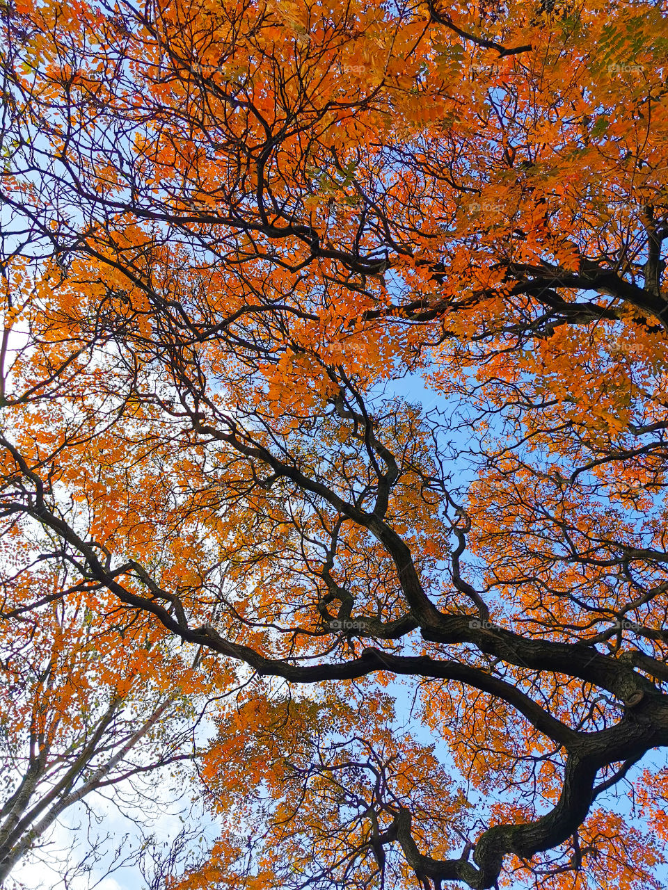 Beautiful structure of a tree in autumn. ❤️