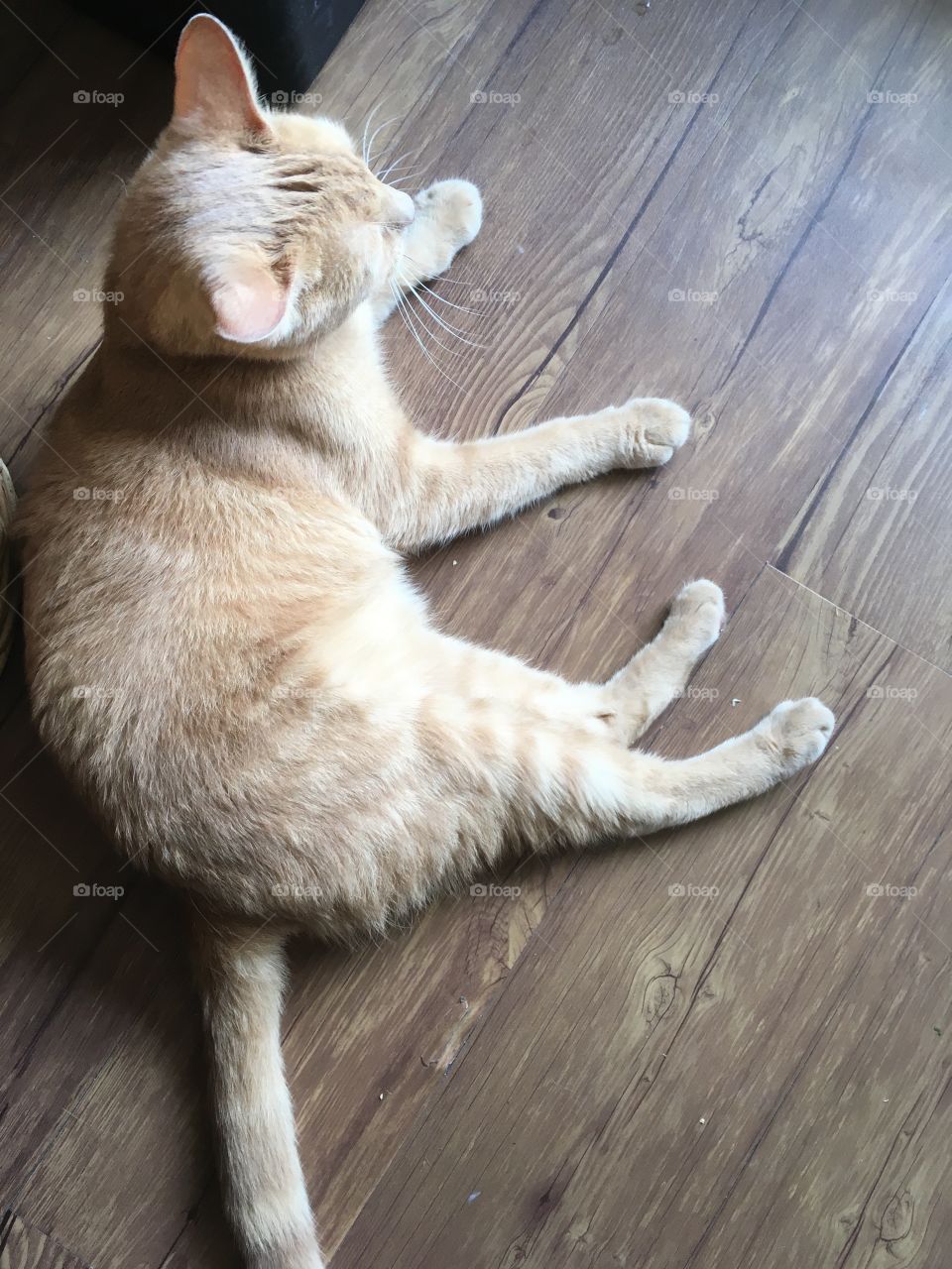 Cat lying on wood floor