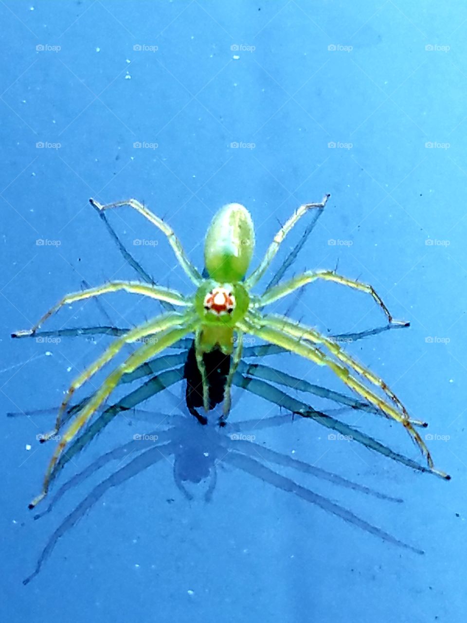 Lyssomanes Viridis ( Spider )