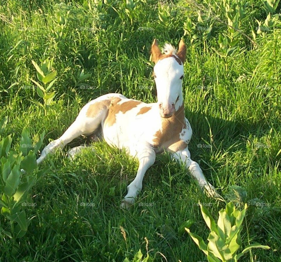 Medicine Hat Colt. Diego a Medicine Hat Colt out of a Navajo Bred American Indian Horse and by a Spotted Draft Pony. 