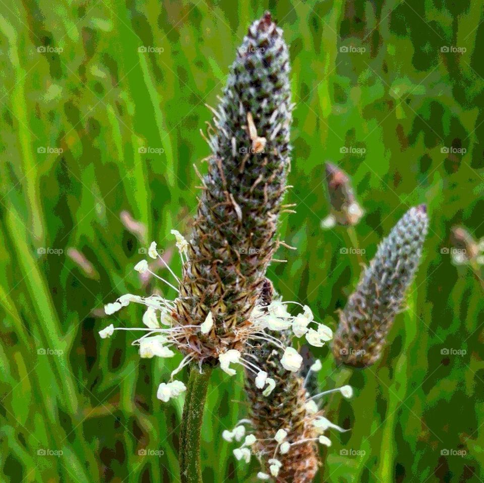 sommar blommor by smartini65
