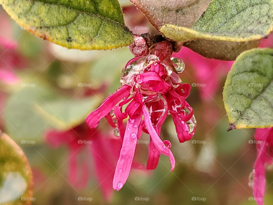 Bright and bold pink Chinese fringe shrub flower close up after a light rain.