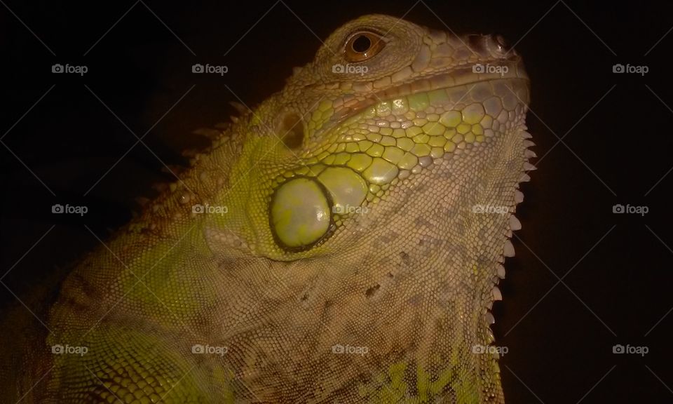 my beautiful iguana
