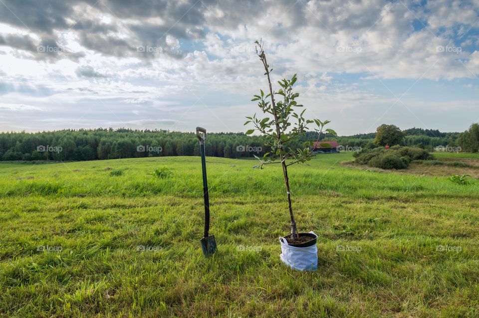 Planting tree.