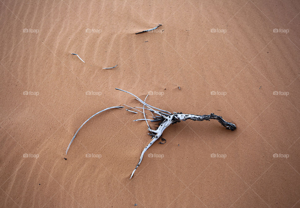 Branch in the sand 