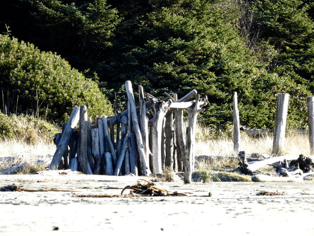 Driftwood