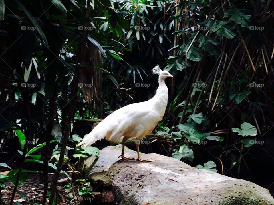 White peacock