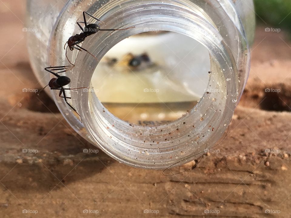 Worker ants on and inside glass jar dead ants inside