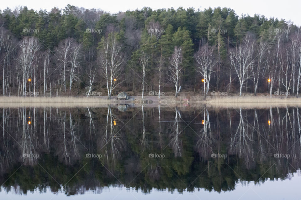 Forest reflections in the lake 