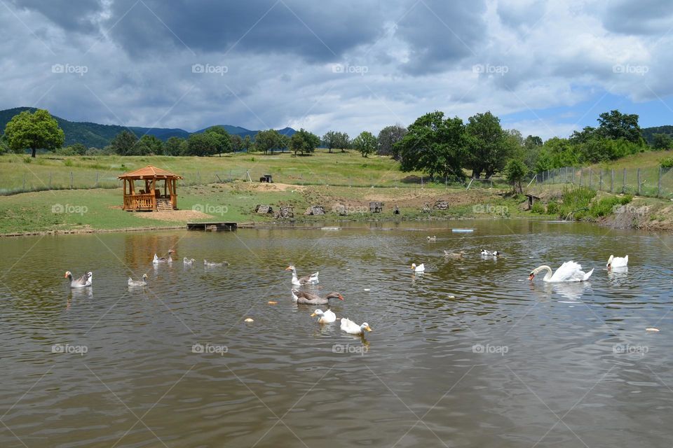 Mission Birds&Bees - Nature in Motion