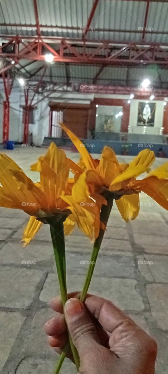 Flowers for worship of God. Arnica, bright yellow colour flower.