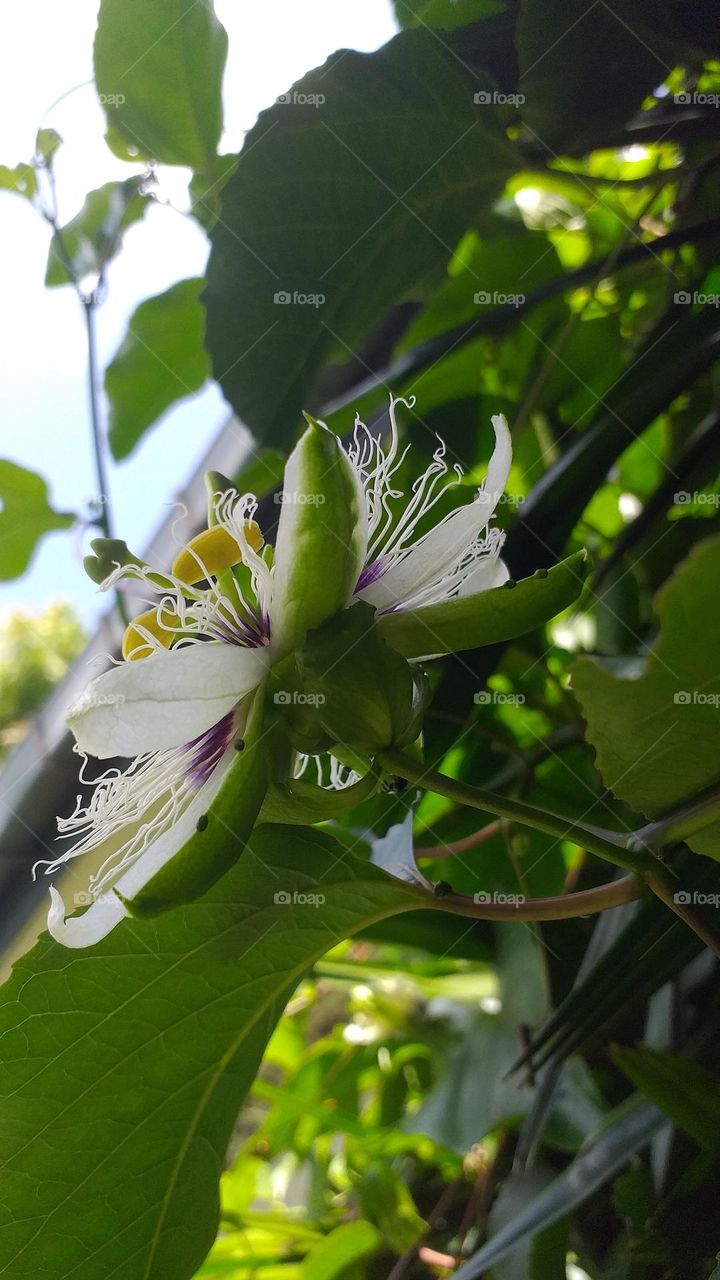 Passion fruit flower