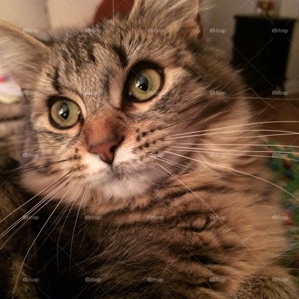 Kitten Selfie 