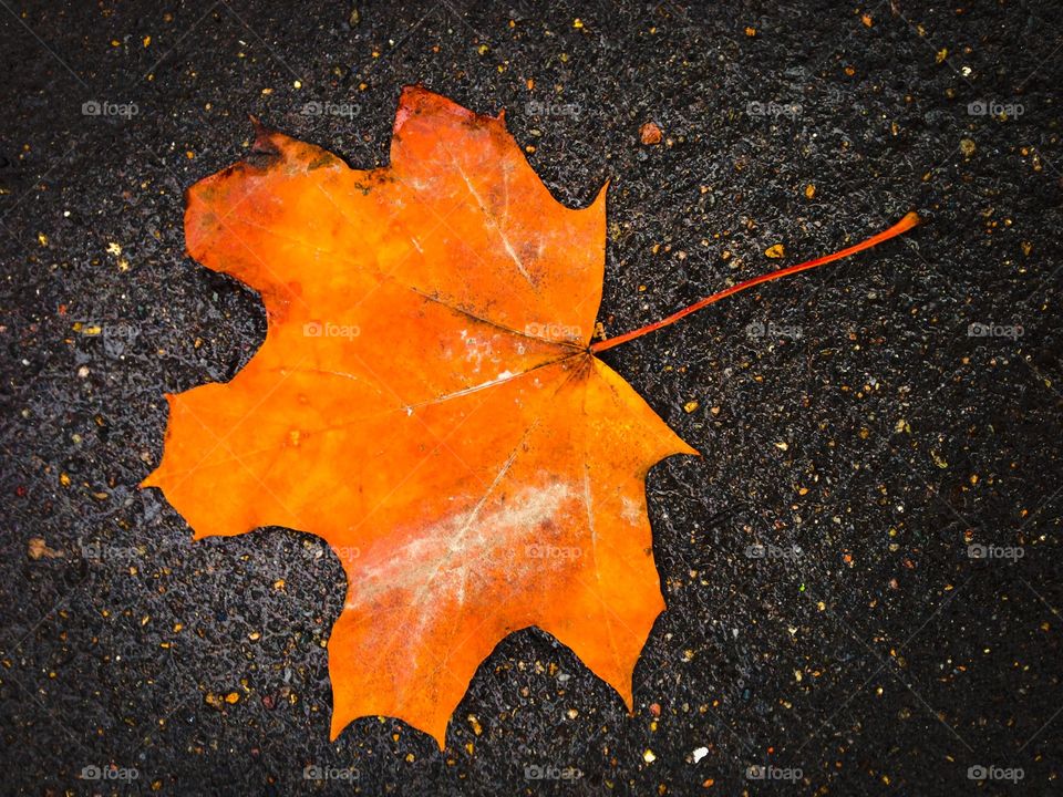Wet orange maple tree leaf on the black asphalt background 