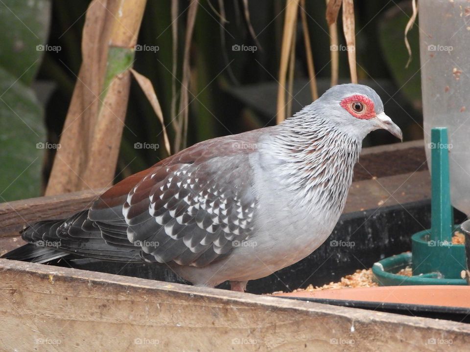 A close up of a bird
