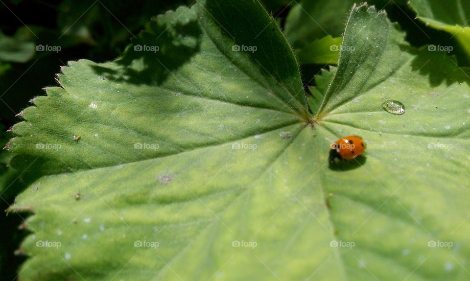 Good Luck Charm. Ladybug enjoying the sun in Seattle