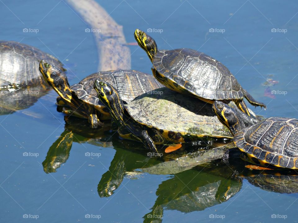 
Seeing double - Reflection of turtles basking in the sun - patterns, texture, symmetry, asymmetry, depth of field, lines, curves, frames, contrast, color, viewpoint, depth, negative space, filled space, foreground, background, visual tension, shapes