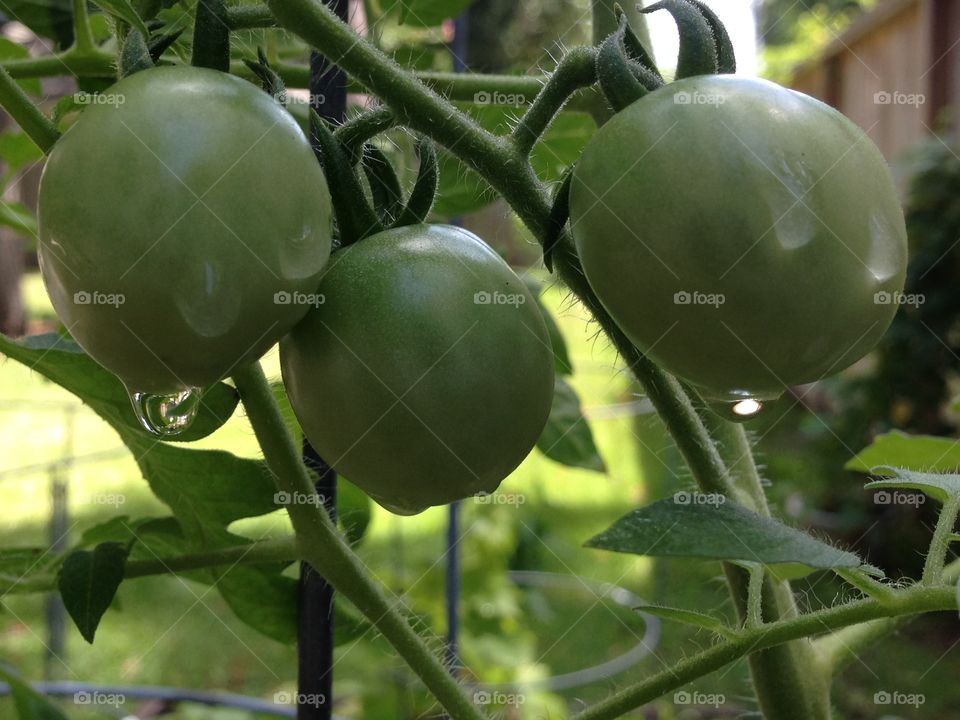 Cherry tomatoes