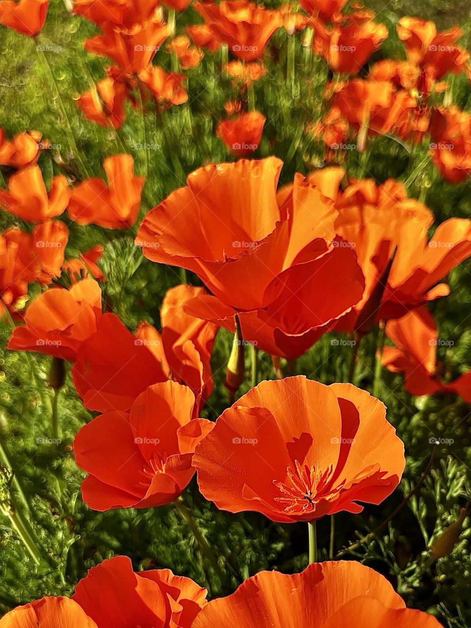 California Golden Poppies