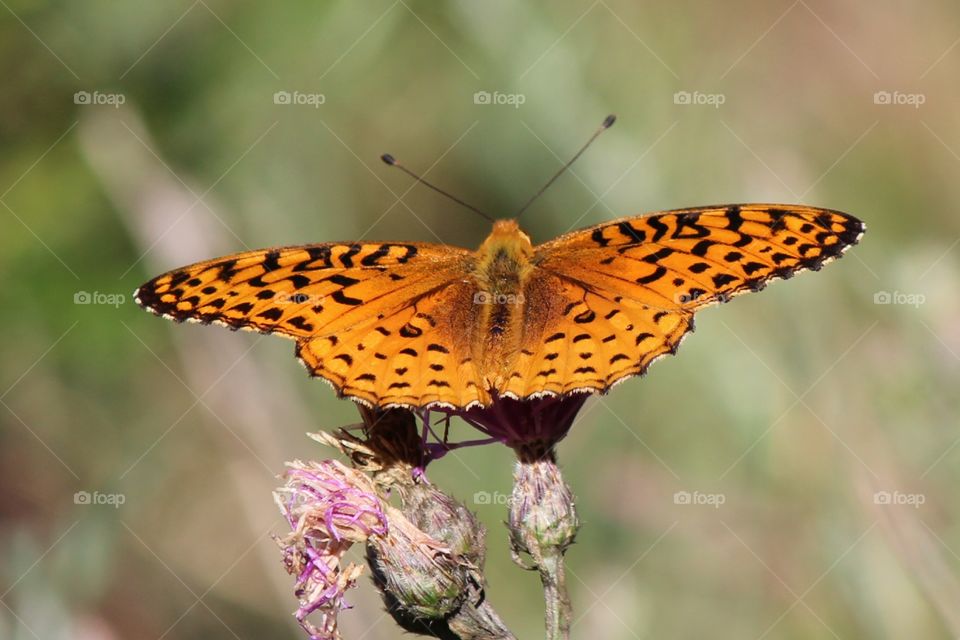 Aphrodite Frittalery #butterfly basking in the sunshine on a beautiful summer day