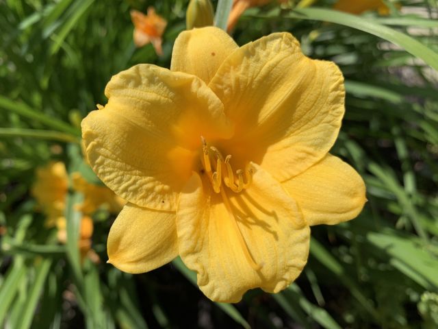 Lovely flower 