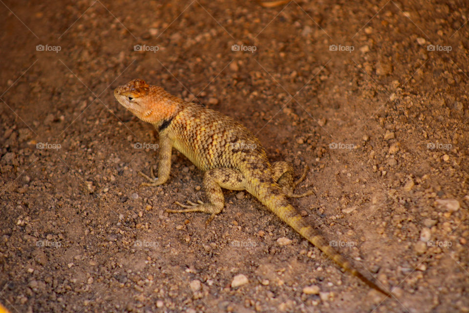 Female spiny lizard 
