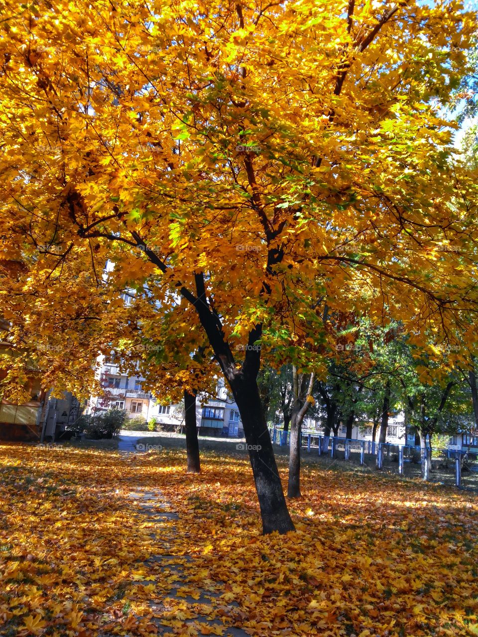 Fall in Kiev