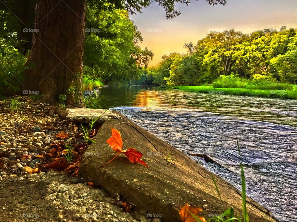 Fall leaf on the river
