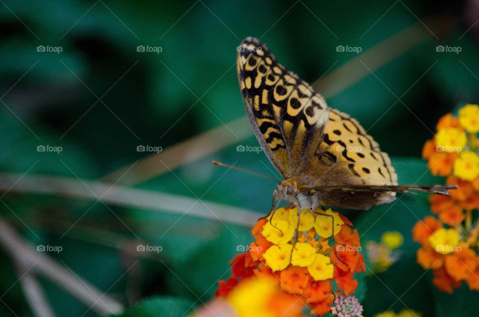 Butterfly, Nature, Insect, No Person, Outdoors