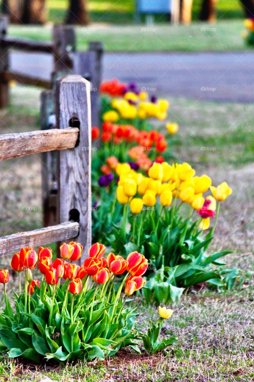 Tulip Along a Wooden Fence