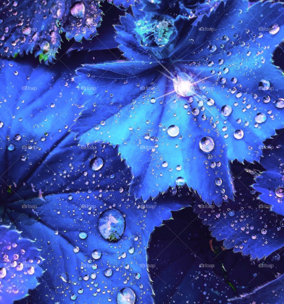 Extraterrestrial Plant