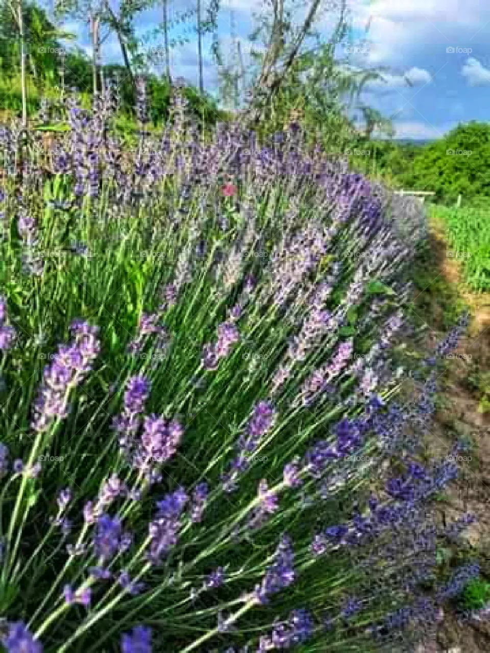 The star of the garden- lavender