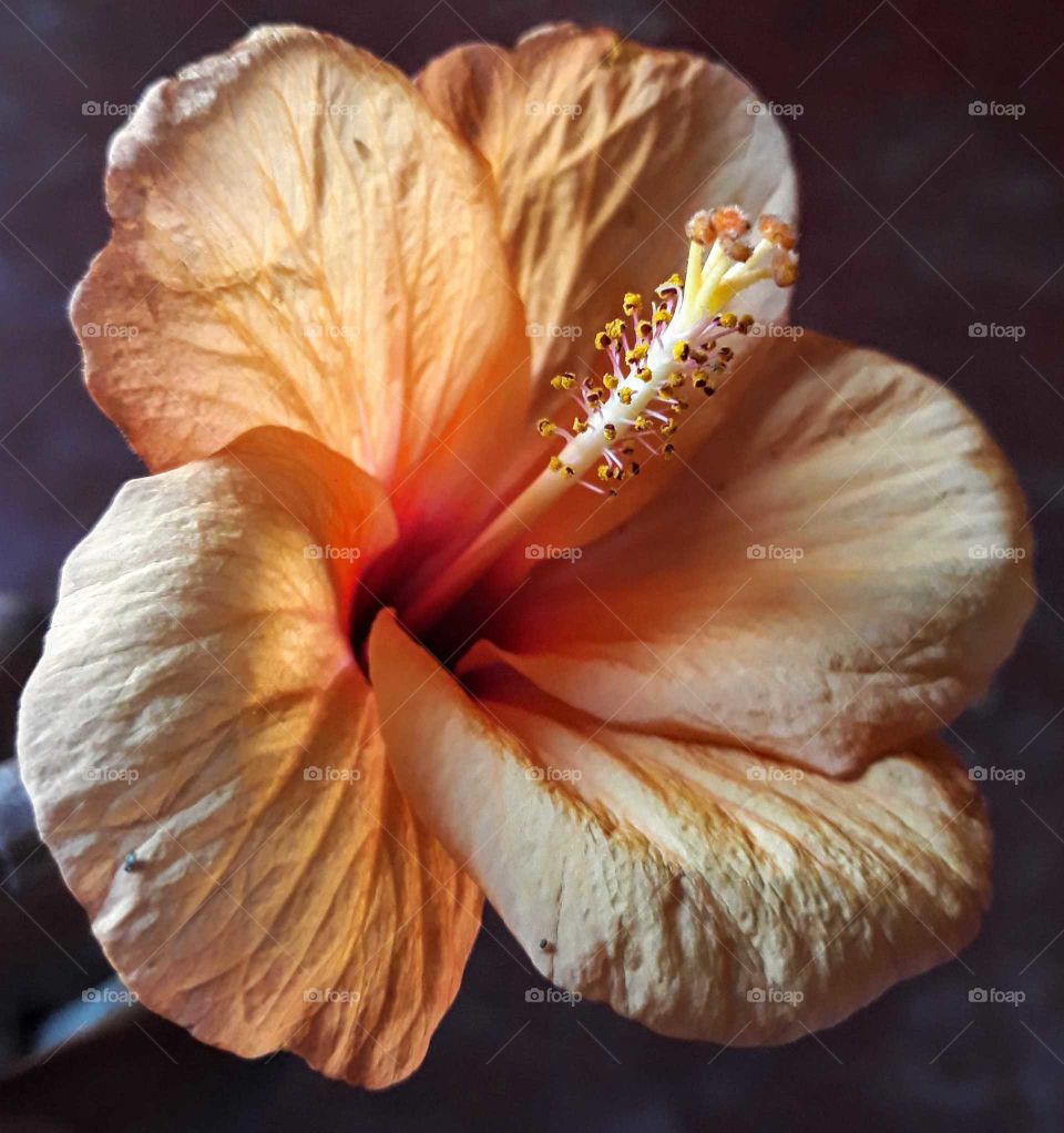 Beautiful Hibiscus flower