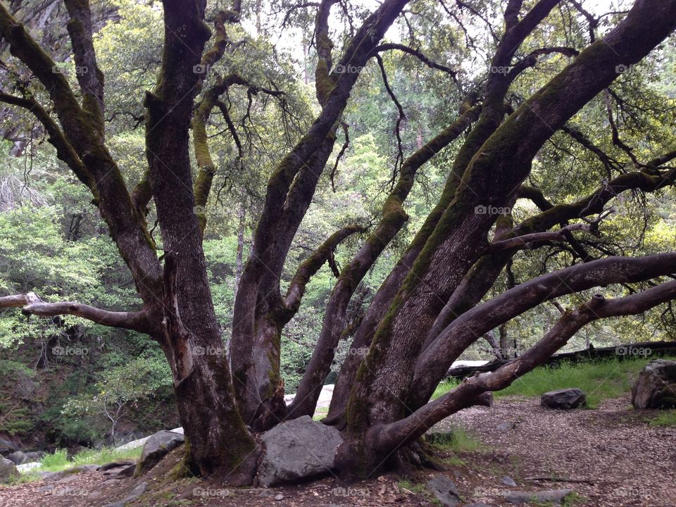 Large tree on Lewis Creek Trail. Lewis Creek Trail tree