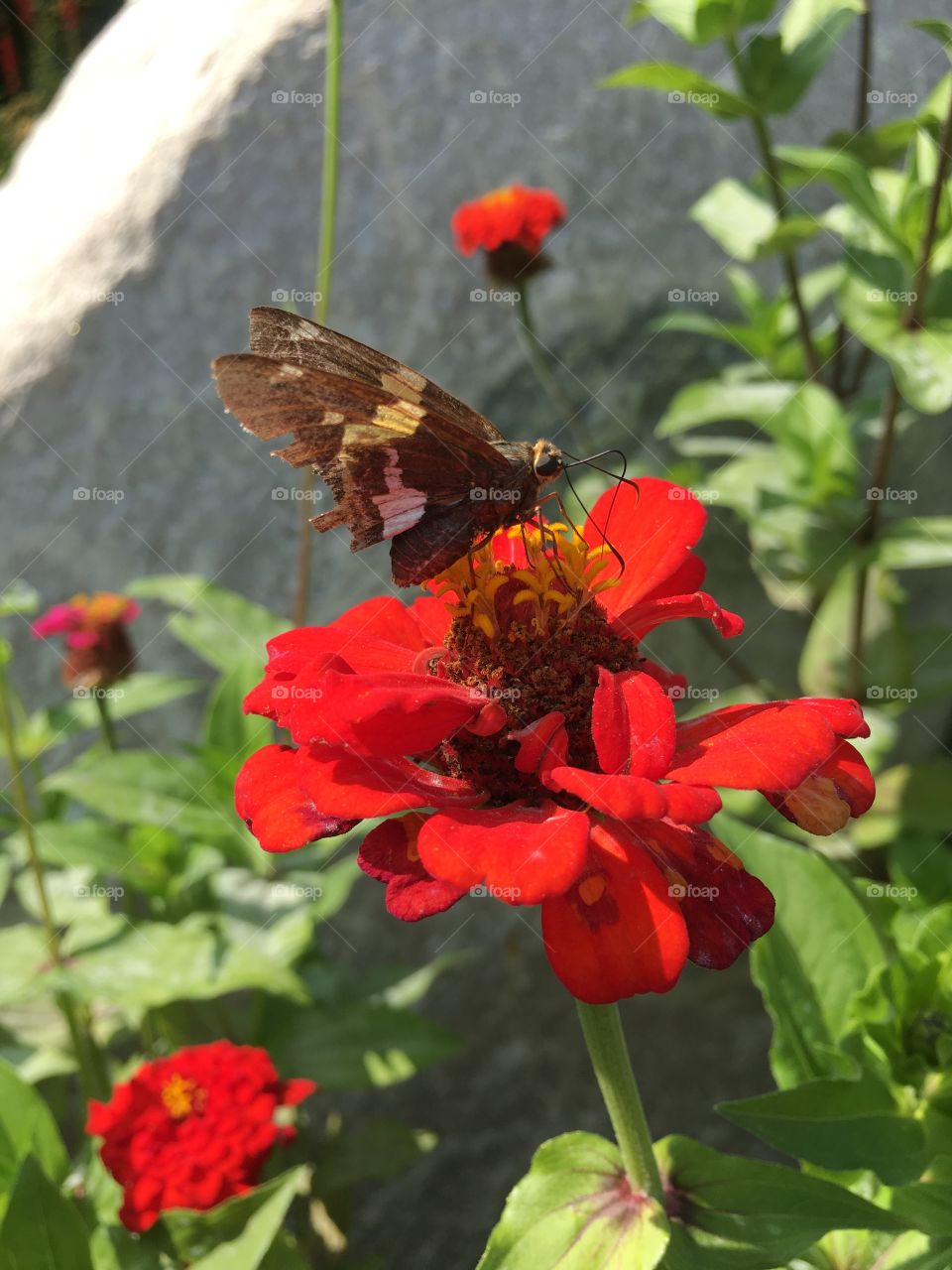 Butterfly on Zinnia 