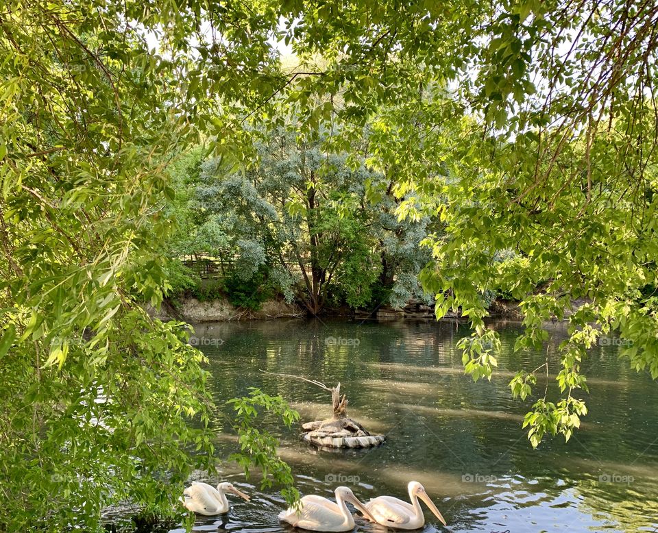 pelicans swim in the pond
