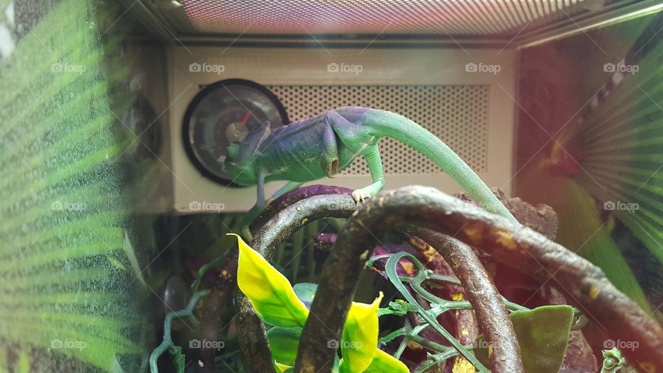 Color changing chameleon