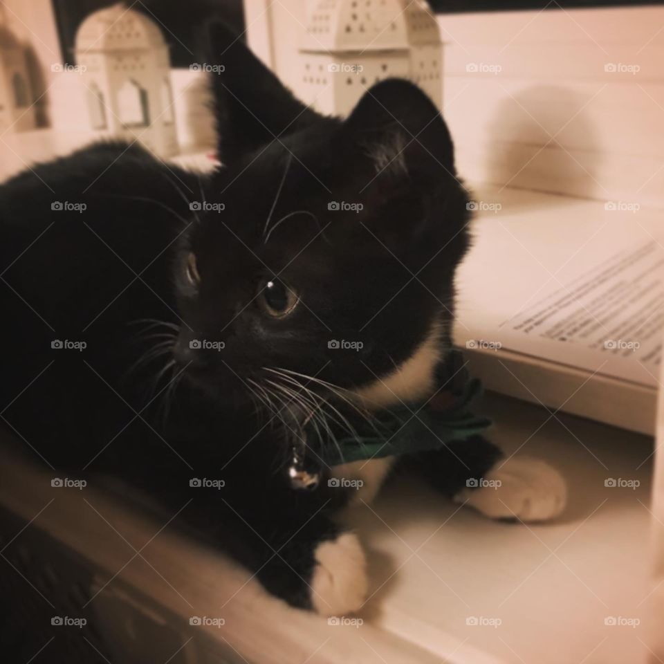Handsome black and white kitty wearing a green tartan bow tie.