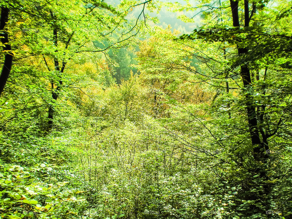 Wald im Spätsommer, unendliches Grün.