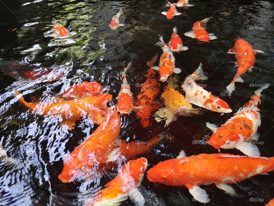Fancy​ carp​ koi fish​